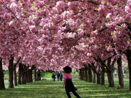 Portada La llegada de la Primavera en la cultura Japonesa